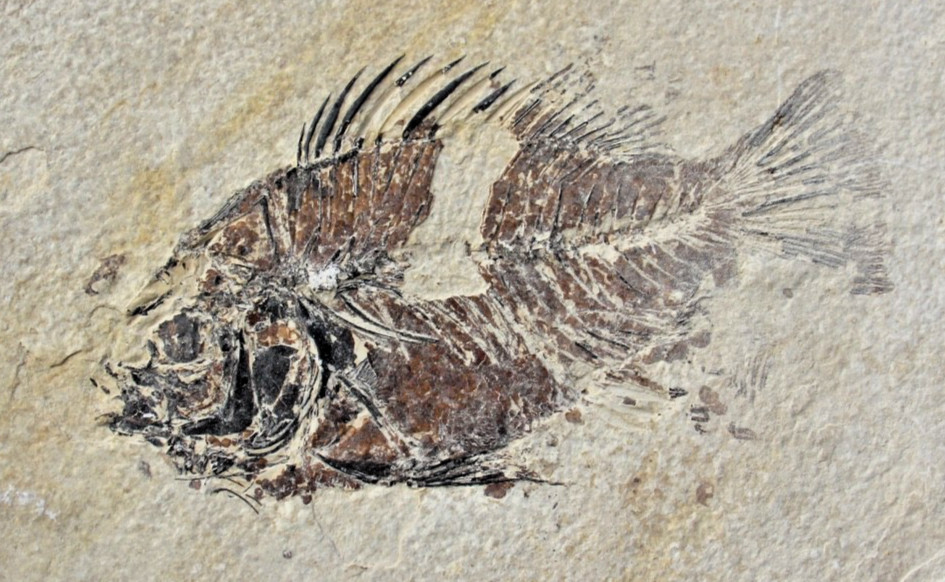 5.25" Unprepared Priscacara from 18" Layer • Dempsey Ranch, Wyoming