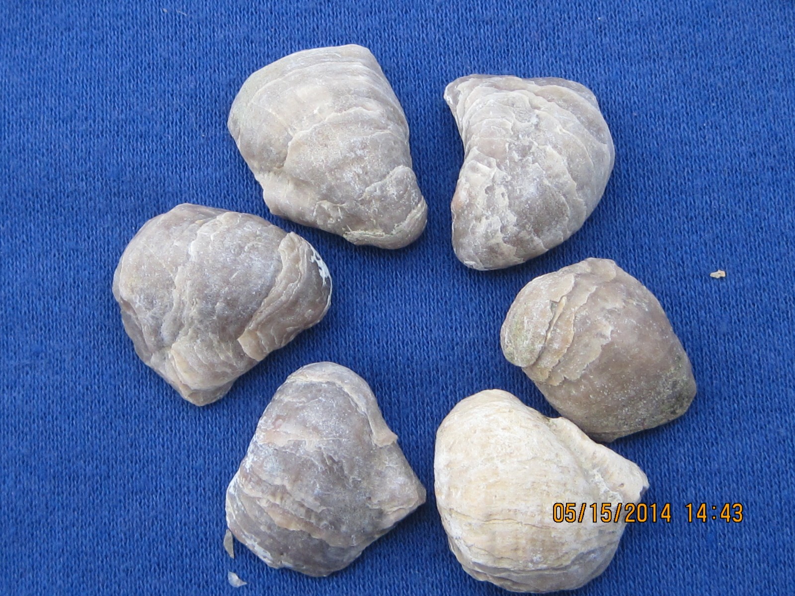 TWENTY FIVE DEVIL'S TOE NAIL FOSSILS WHOLESALE