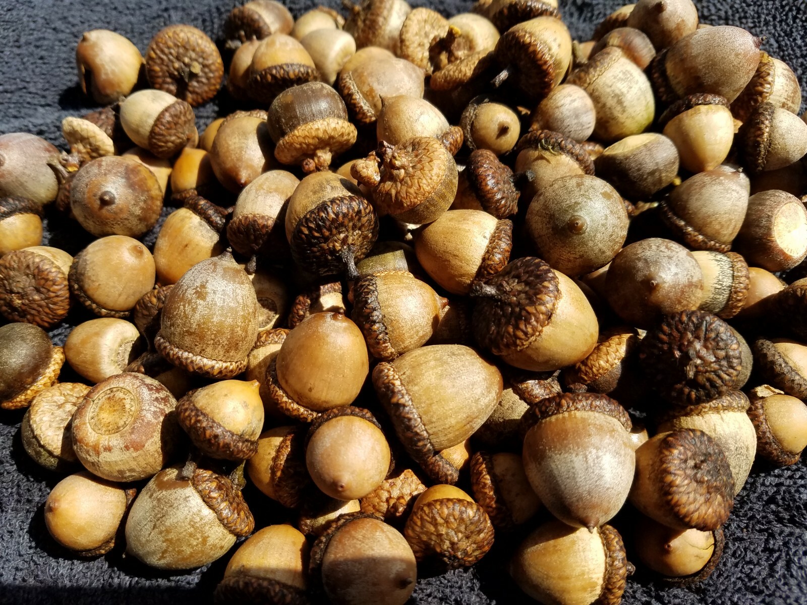 From the Ozarks, 40+ dried acorns WITH caps for crafts, Natural buffed finish