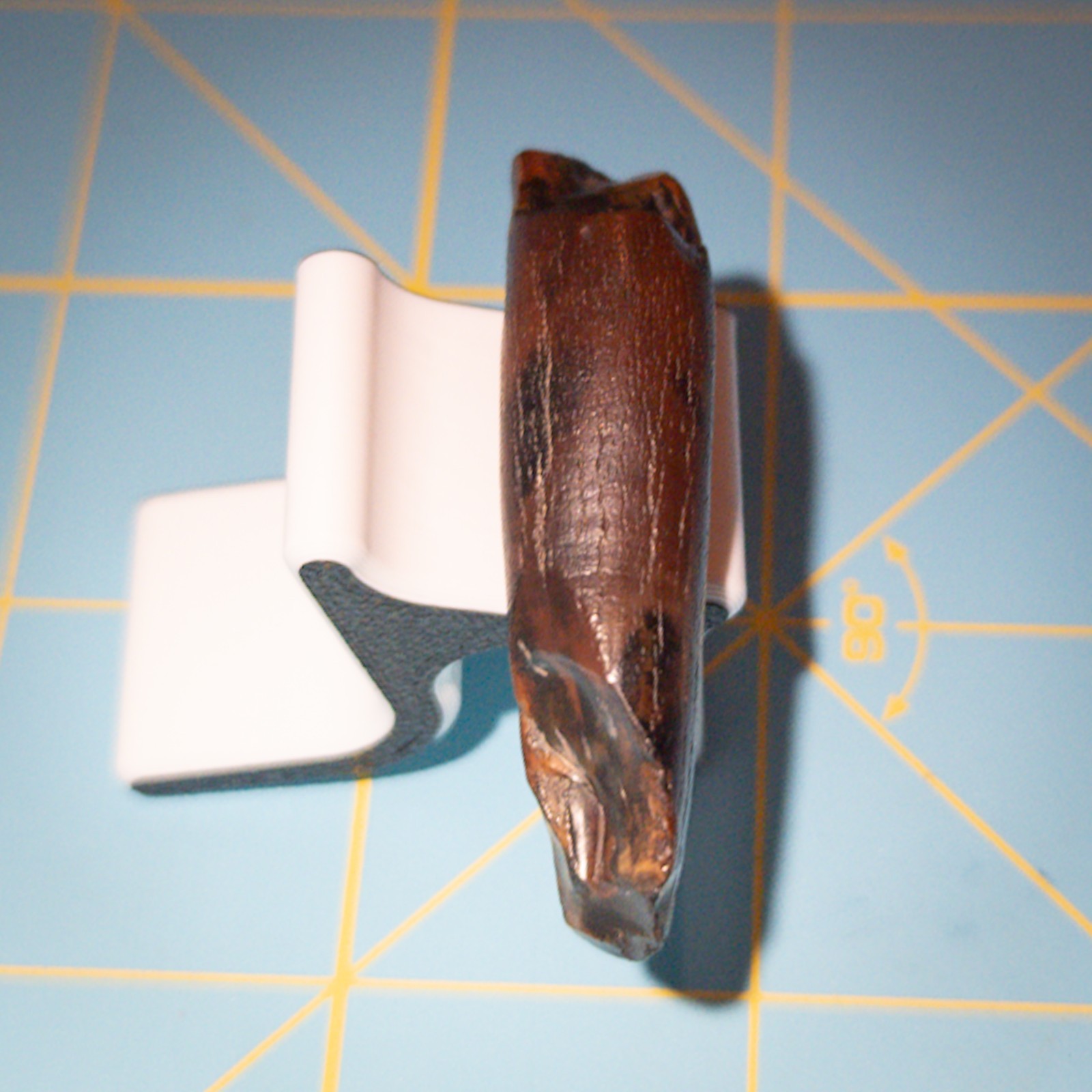 Ankylorhiza Tiedemani Fossil Tooth 2-in Giant Speartoothed Dolphin (Oligocene)