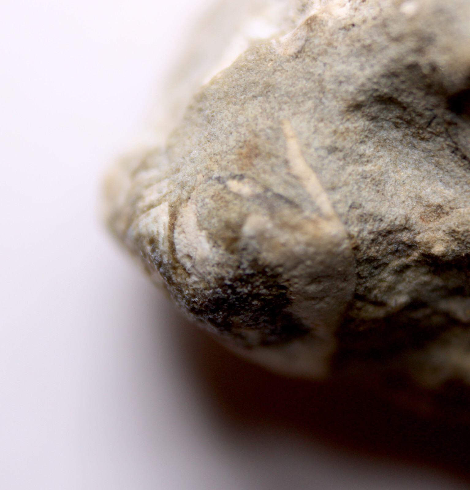 Heteroschisma subtruncatus Devonian Blastoid Fossil Thunder Bay Fm Michigan