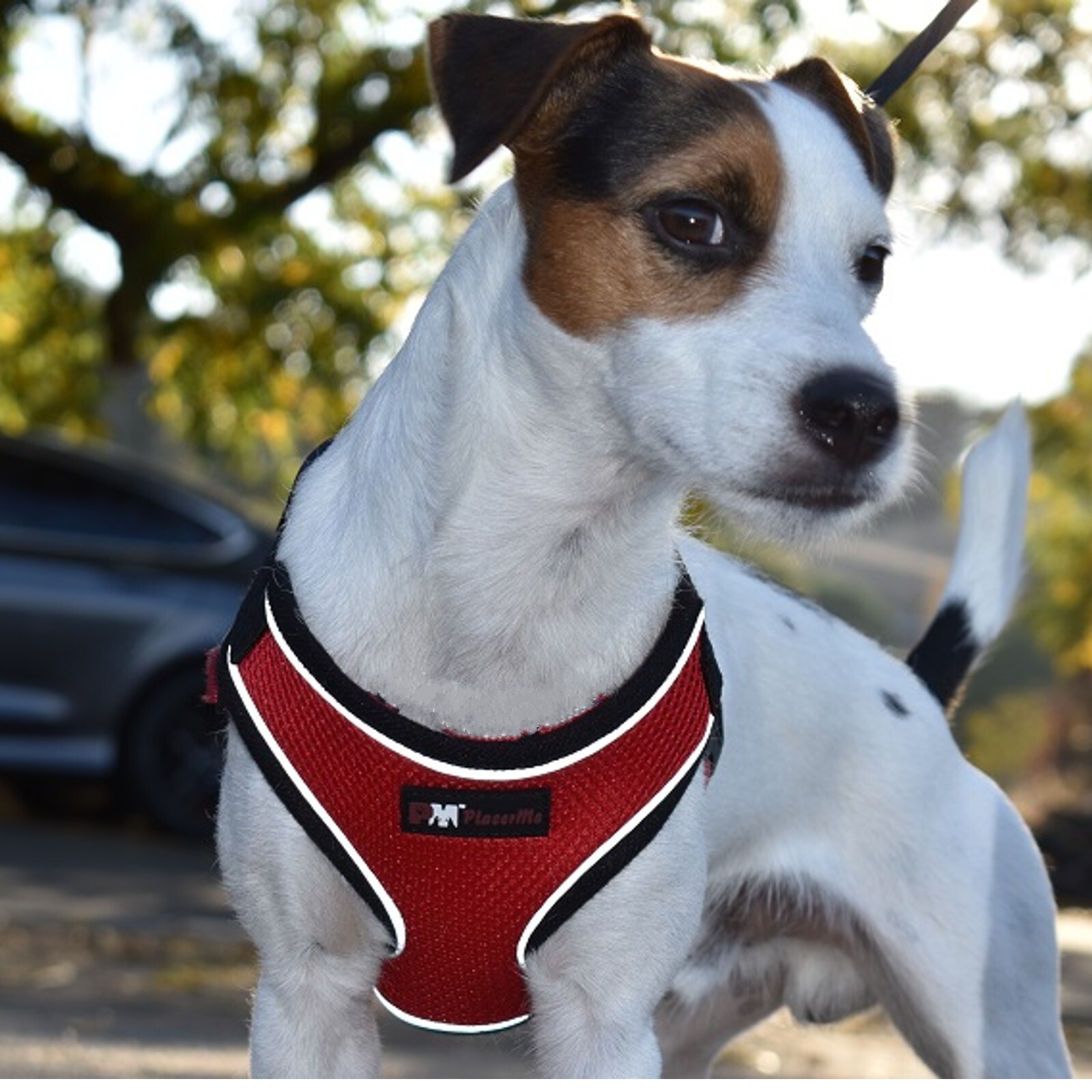 Dog Breathable Reflective Mesh Collar Harness-Travel Walk Seat Belt No Pulling