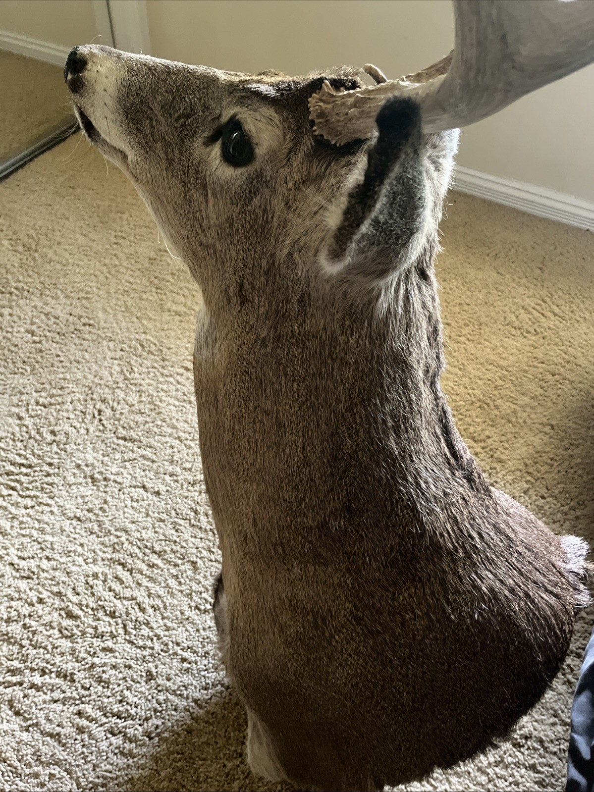 Deer Mount