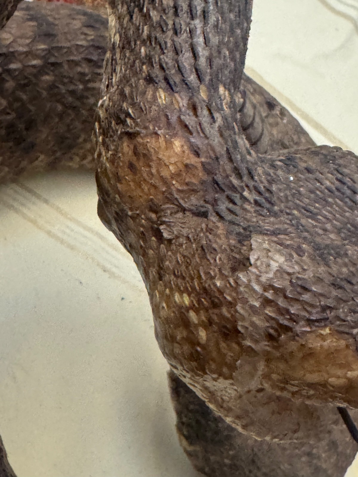 Vintage 53” eastern diamondback rattlesnake taxidermy mount Crotalus adamanteus