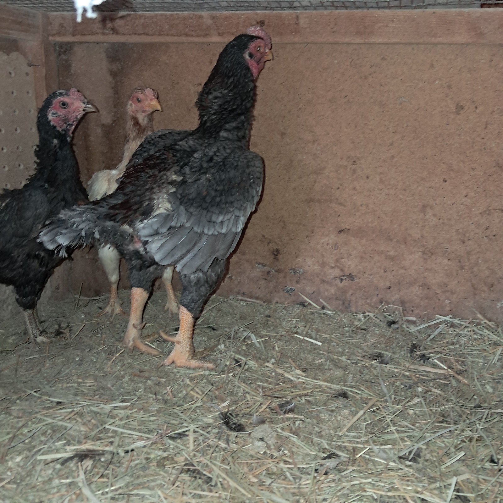 Rare Koshamo hatching eggs 6+