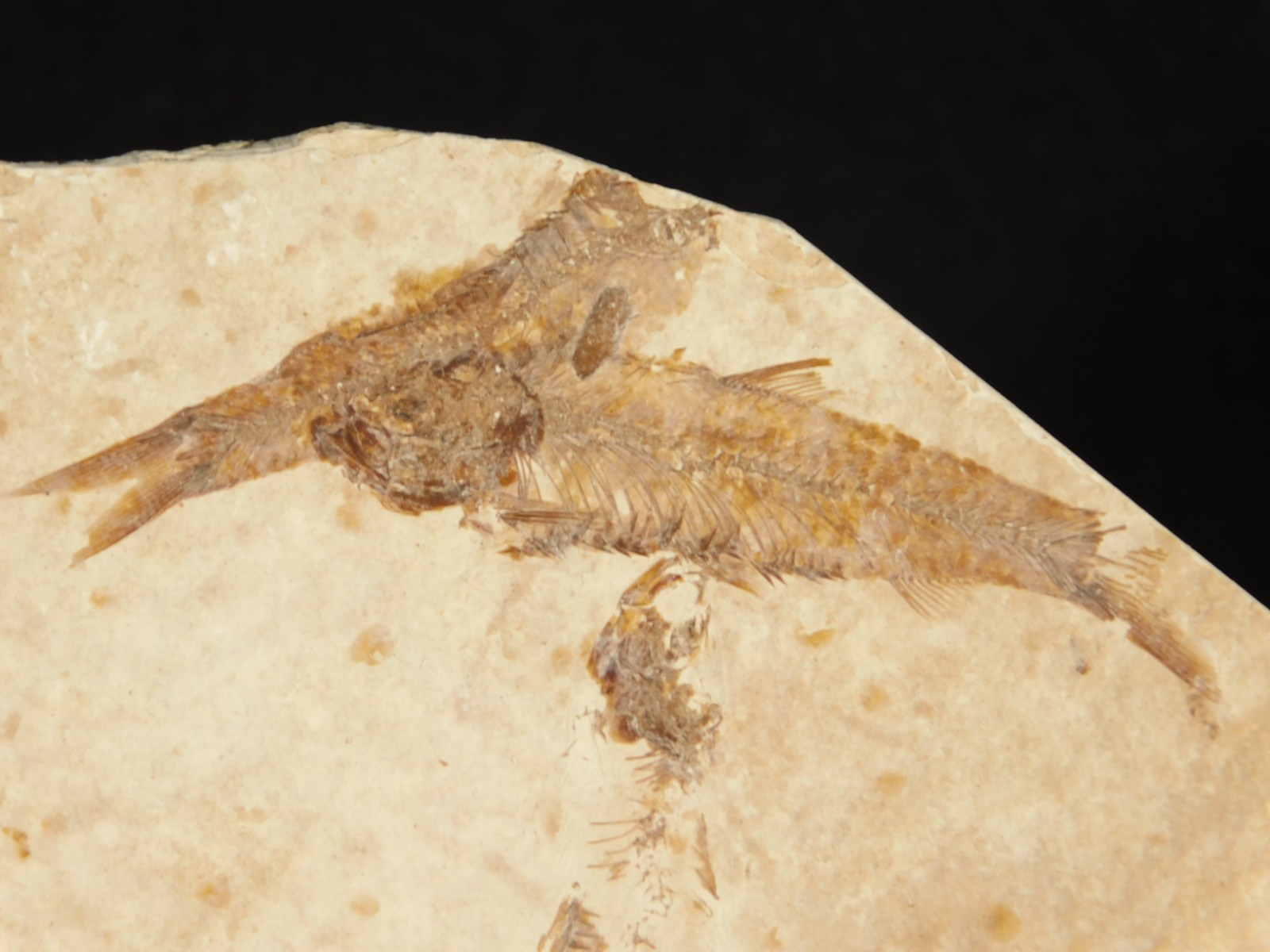 Rock AQUARIUM SEVEN! 50 Million Year Old Knightia FISH Fossils Wyoming 359gr