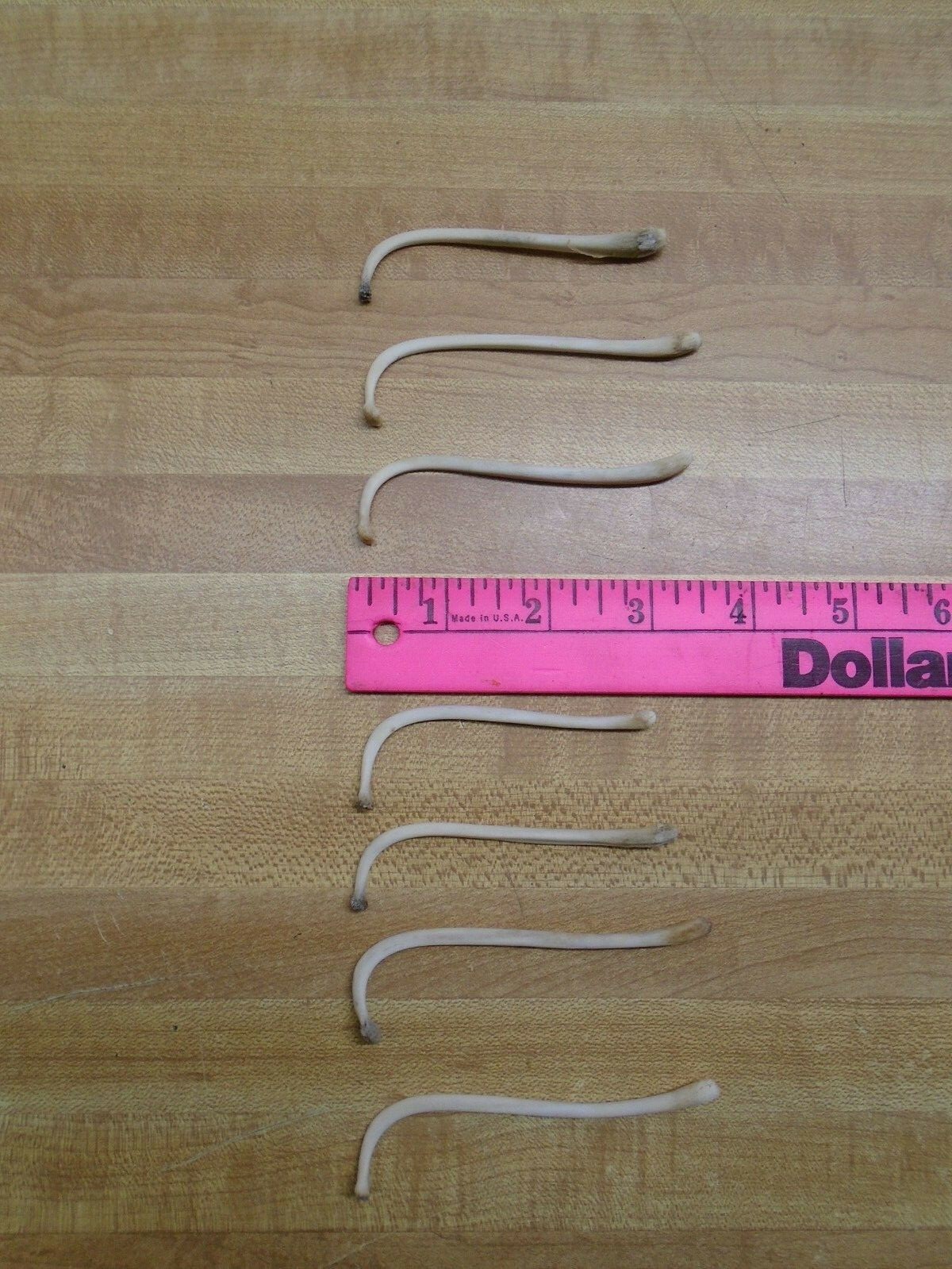 Raccoon Baculum Bone You Are Buying 1 Bone Only