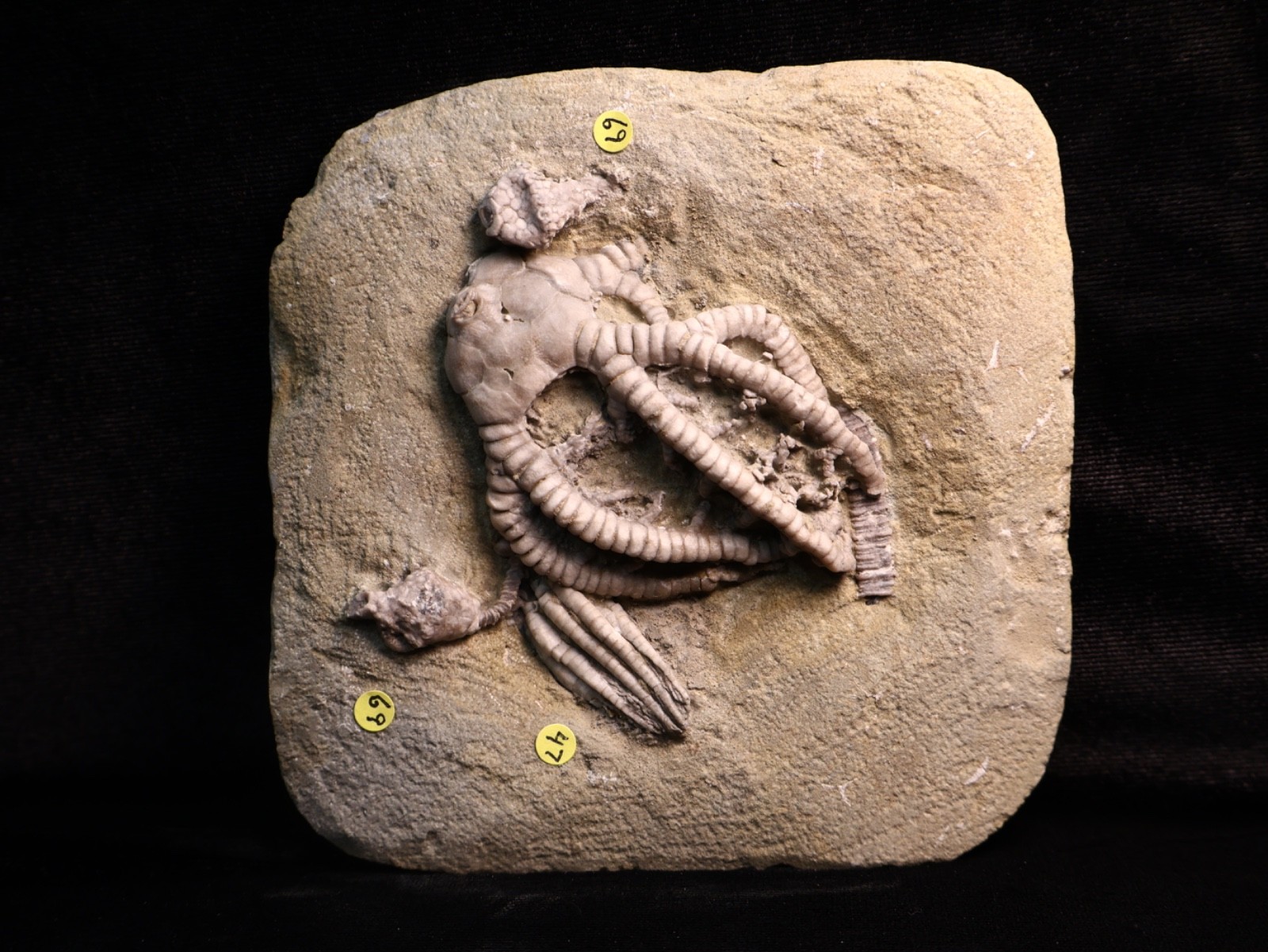 Vortex of Fossil Crinoids, Crawfordsville, IN