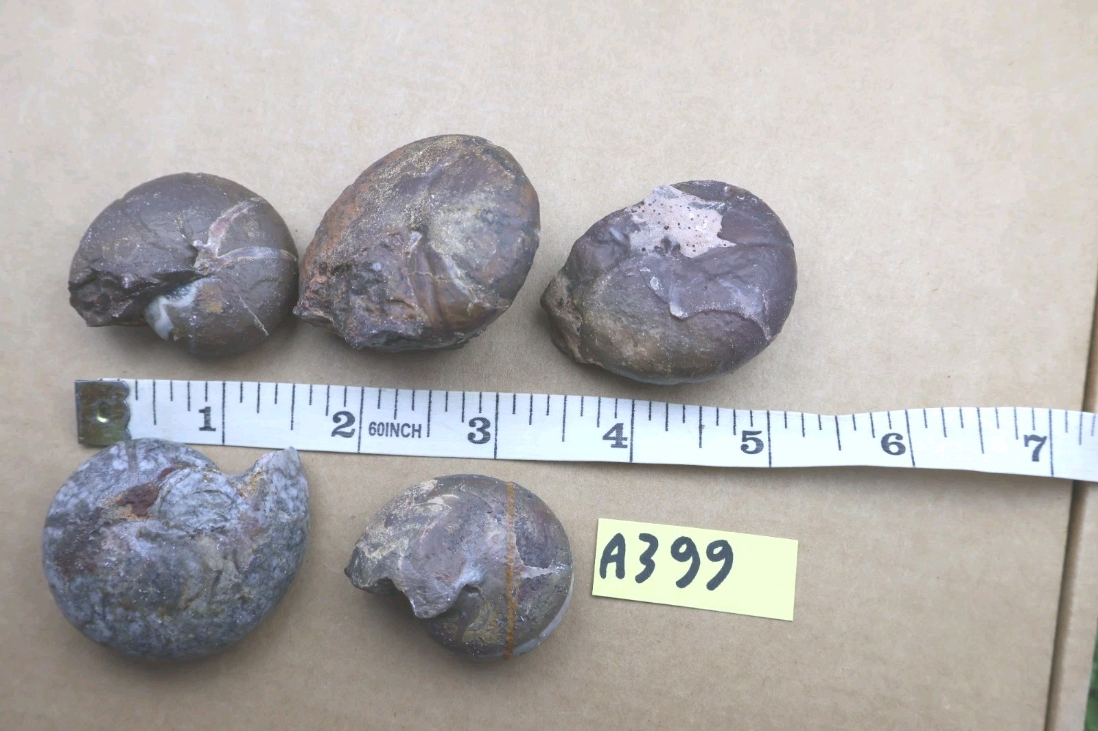 5 PCs Maenoceras Goniatite Fossil Devonian Authentic Morocco Collector Specimen