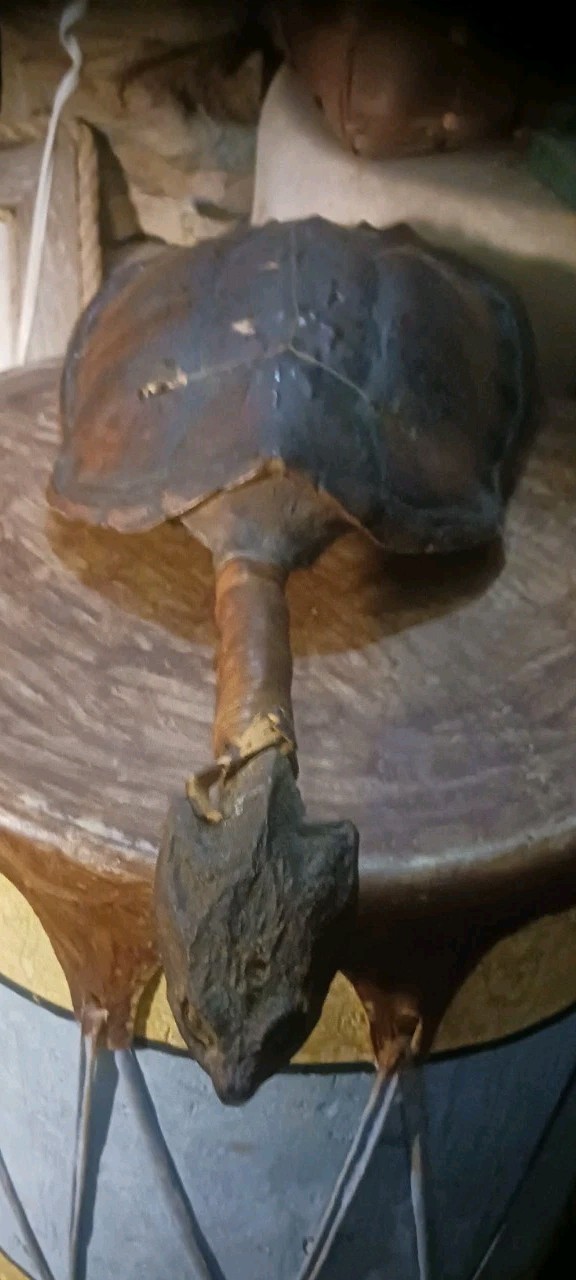 **AWESOME  ANTIQUE NATIVE AMERICAN CEREMONY RATTLE OJIBWA SHAMAN  NICE! *