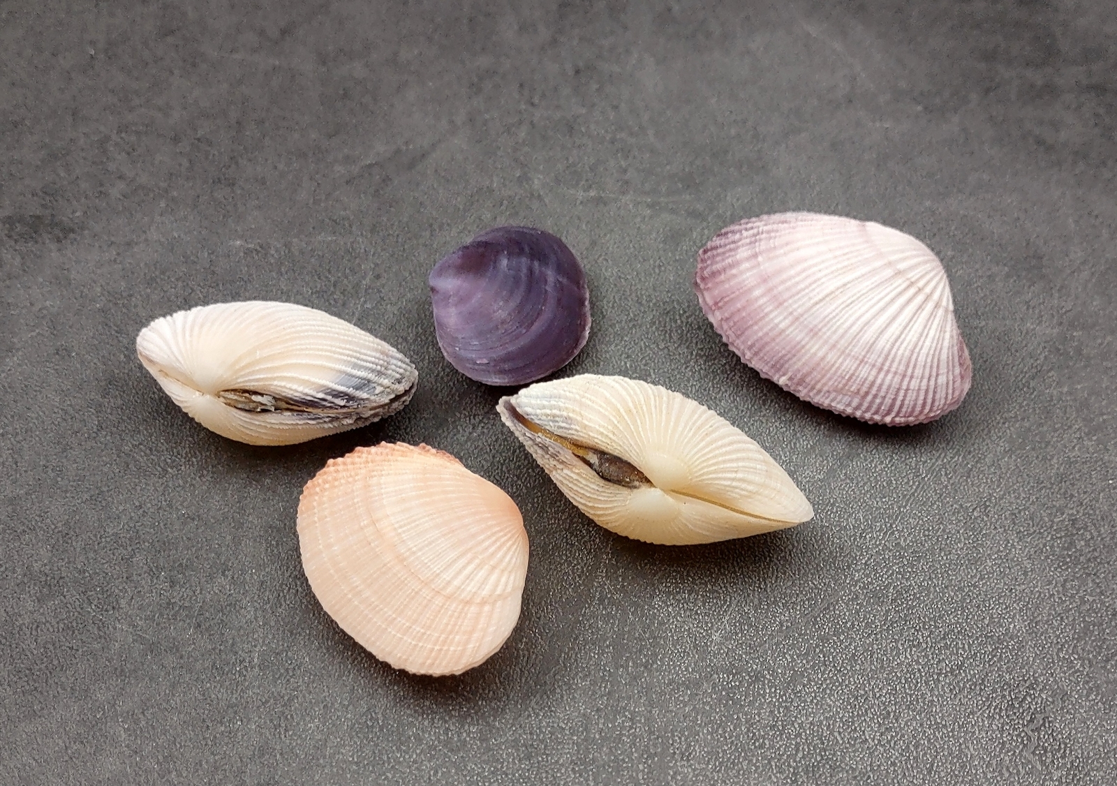 Pacific Clam Seashell Pairs Purple Tan Brown (5 Shell pairs approx. 1.5+ inches)