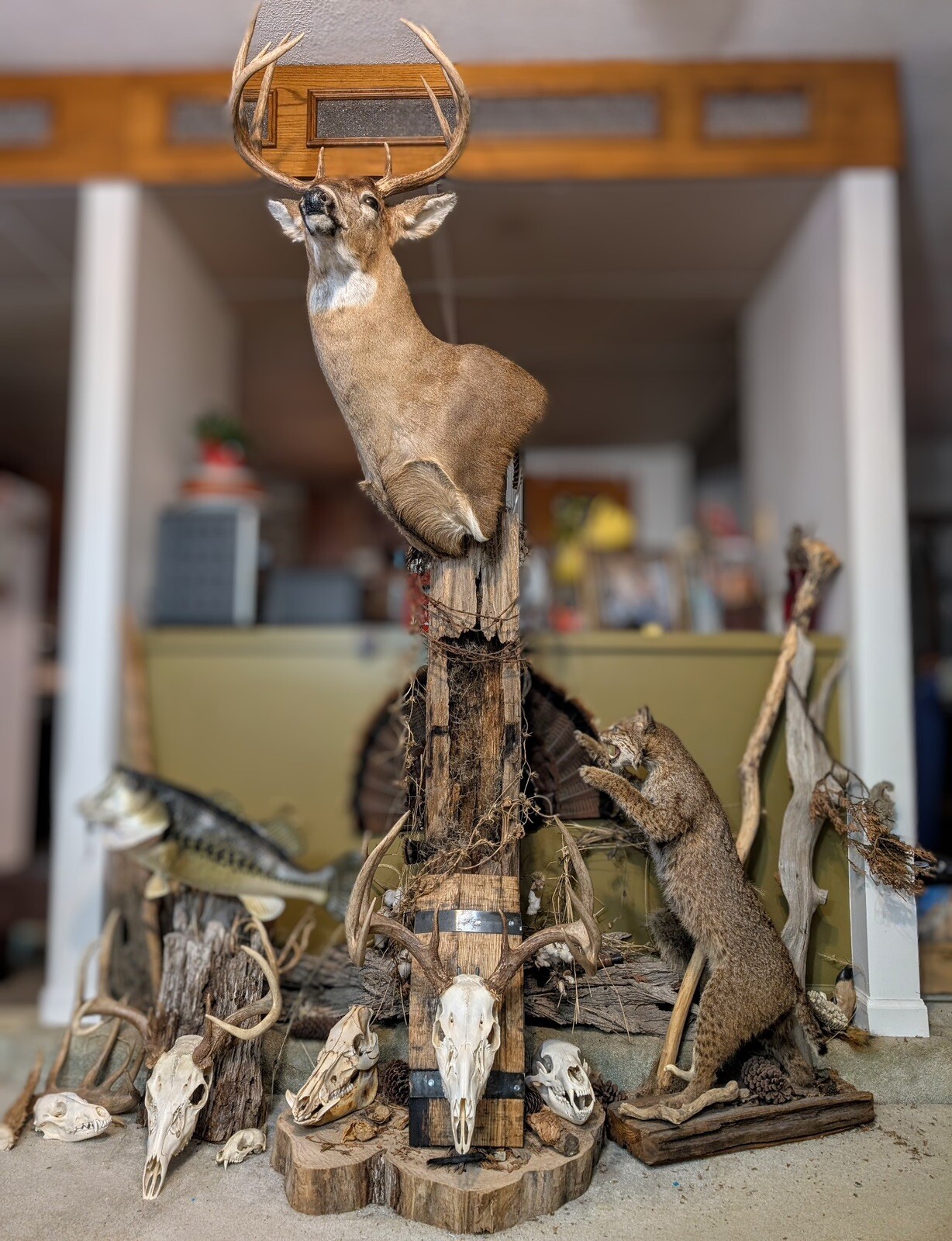 Rustic Barrel European Deer Skull Mounting Plaques