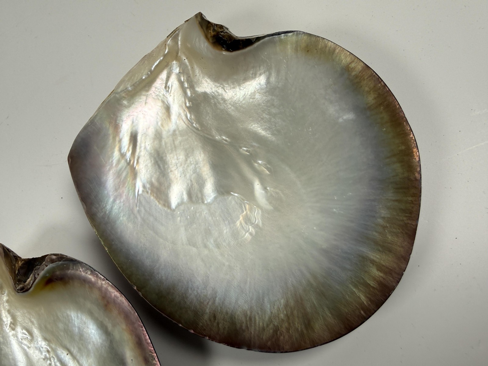 Black Lip Oyster Shells Iridescent Mother Of Pearl Lot of 2