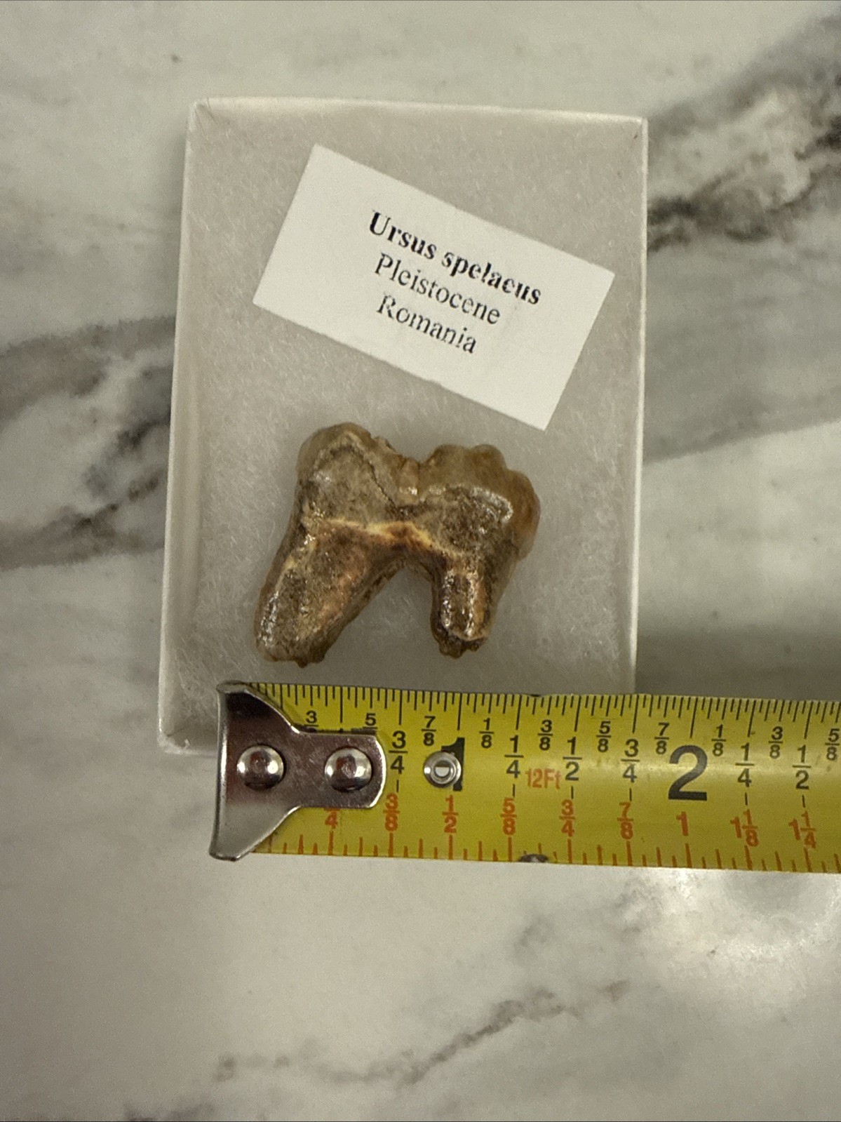 Cave Bear Tooth Molar Fossil From Romania Approximately 25,000 Years Old