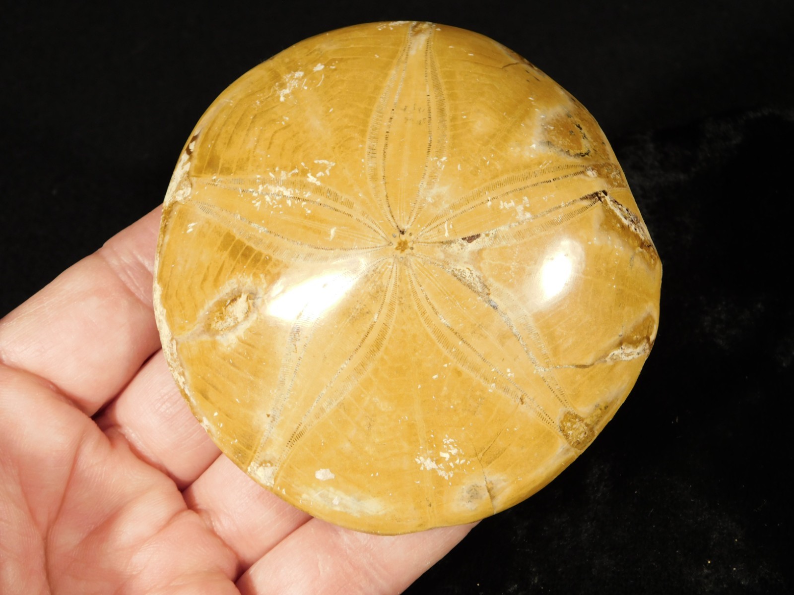 Big! Polished 150 Million Year Old! SAND DOLLAR Fossil Madagascar 198gr