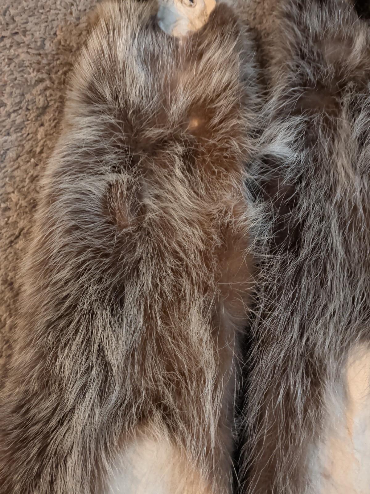 Newly Tanned Wild Large Racoon pelts~Country Fur Cabin Craft Fur~NICE! Soft!!