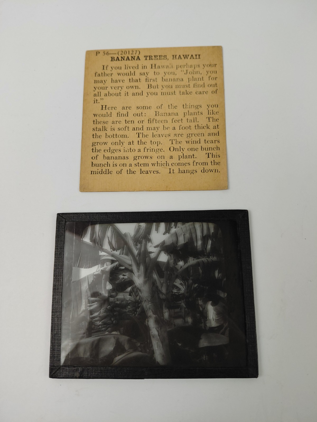 Magic Lantern Glass Slide Photo Keystone P56 Banana Tree In Hawaii