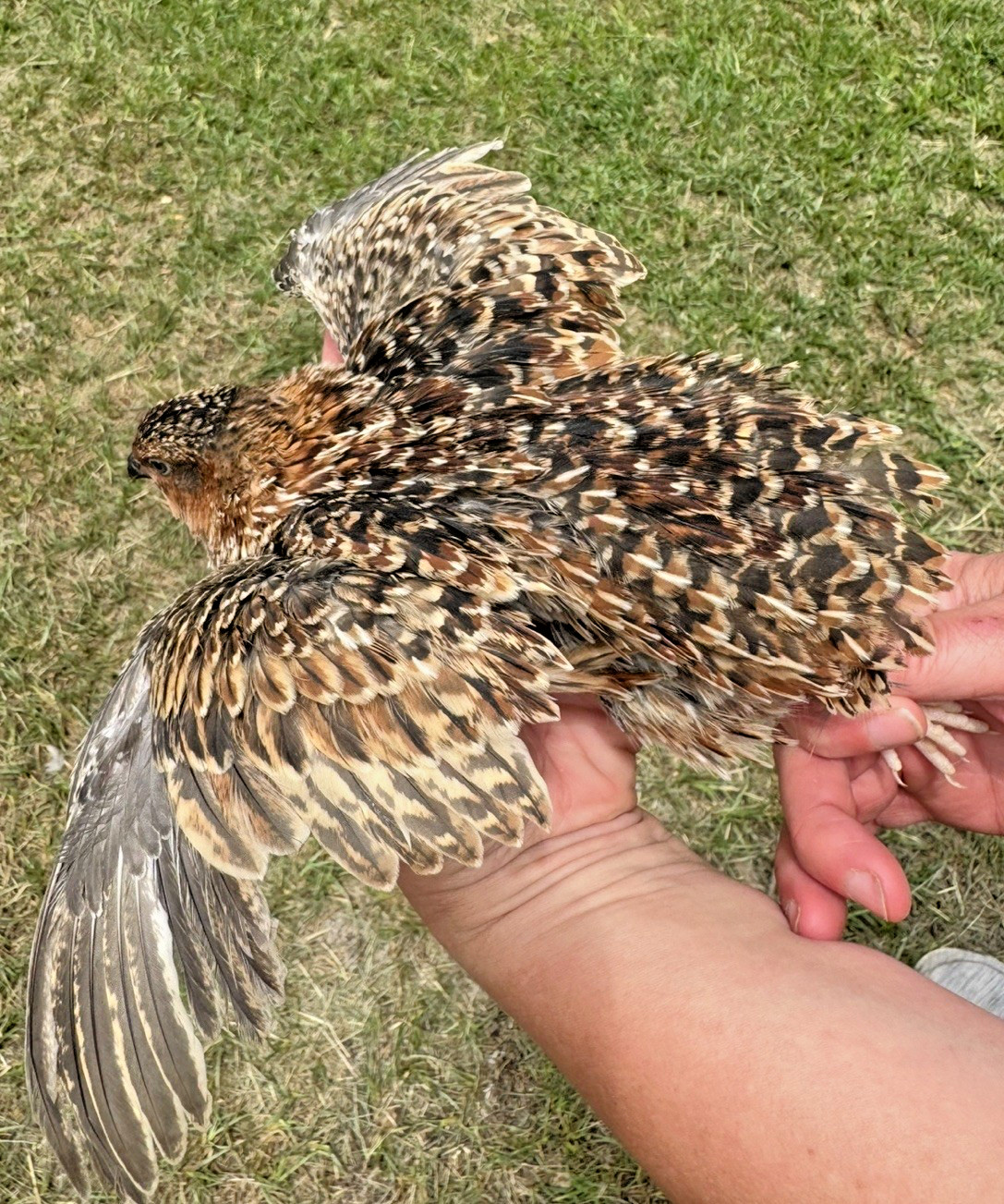 30+ RARE COLORS Coturnix Quail Hatching Eggs NPIP AI Free