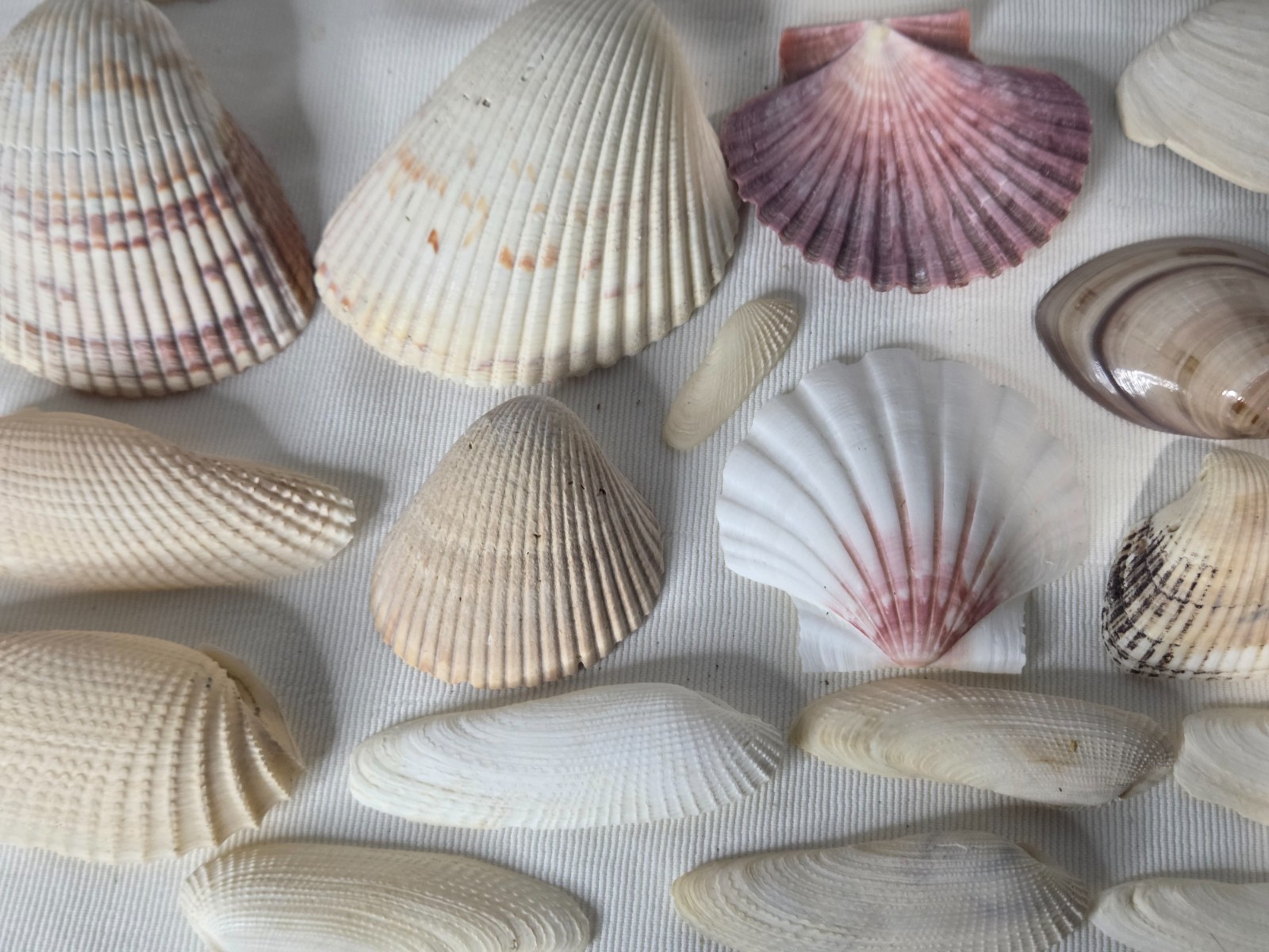 Lot of 32 Clam Scallop Shells Various Sizes from 1"- 4'' Natural Seashells