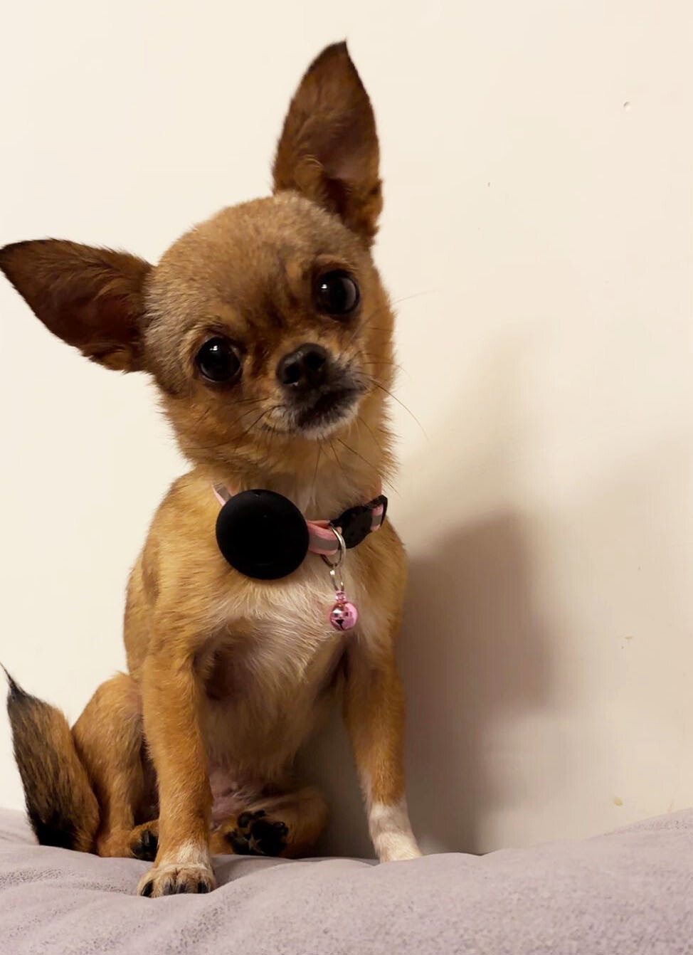 Airtag Cat Collar Breakaway Reflective Kitten For Apple Air Tag Holder Case Pet