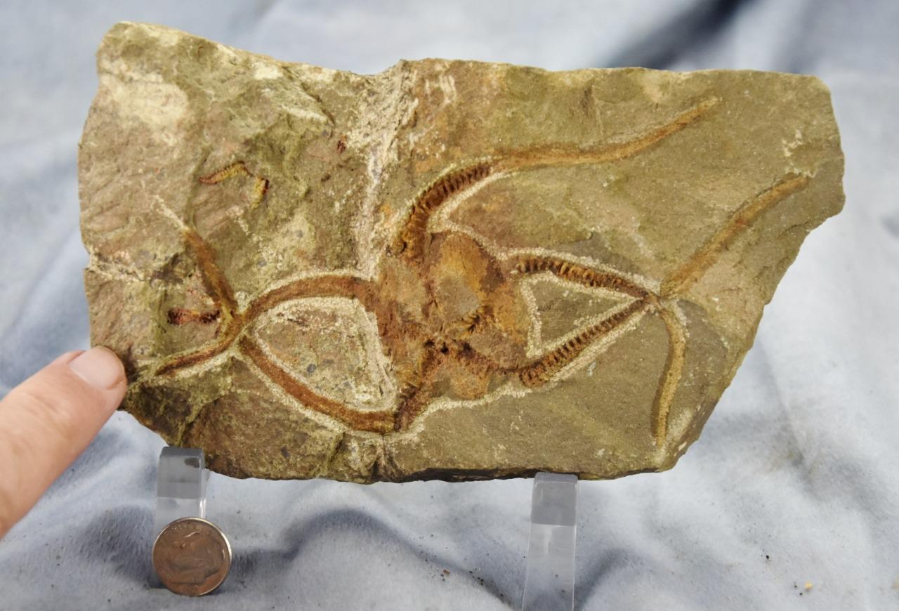 Brittle Star Starfish 450myo FOSSIL 274mm GEOCOMA CORINATA 6.5" 165mm 5019bb