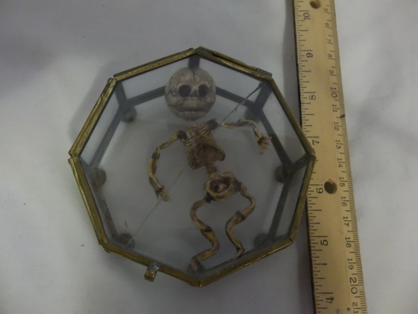 12 Week Fetus/Fetal Skeleton Curvature of Limbs Oddity Curiosity Sideshow Gaff