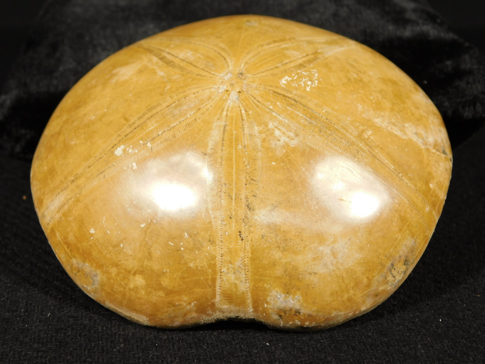 Big! Polished 150 Million Year Old! SAND DOLLAR Fossil Madagascar 195gr