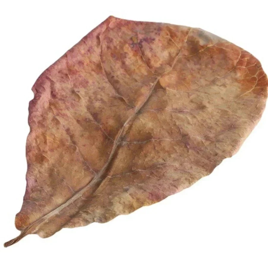 1 dried jasmine leaf on red font yellow blue duong dan don new gre Earrings Smal