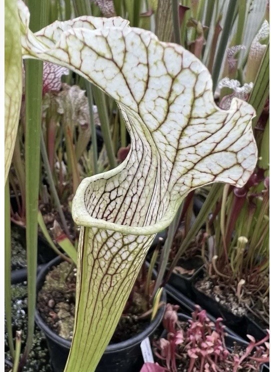 Sarracenia Uzushio