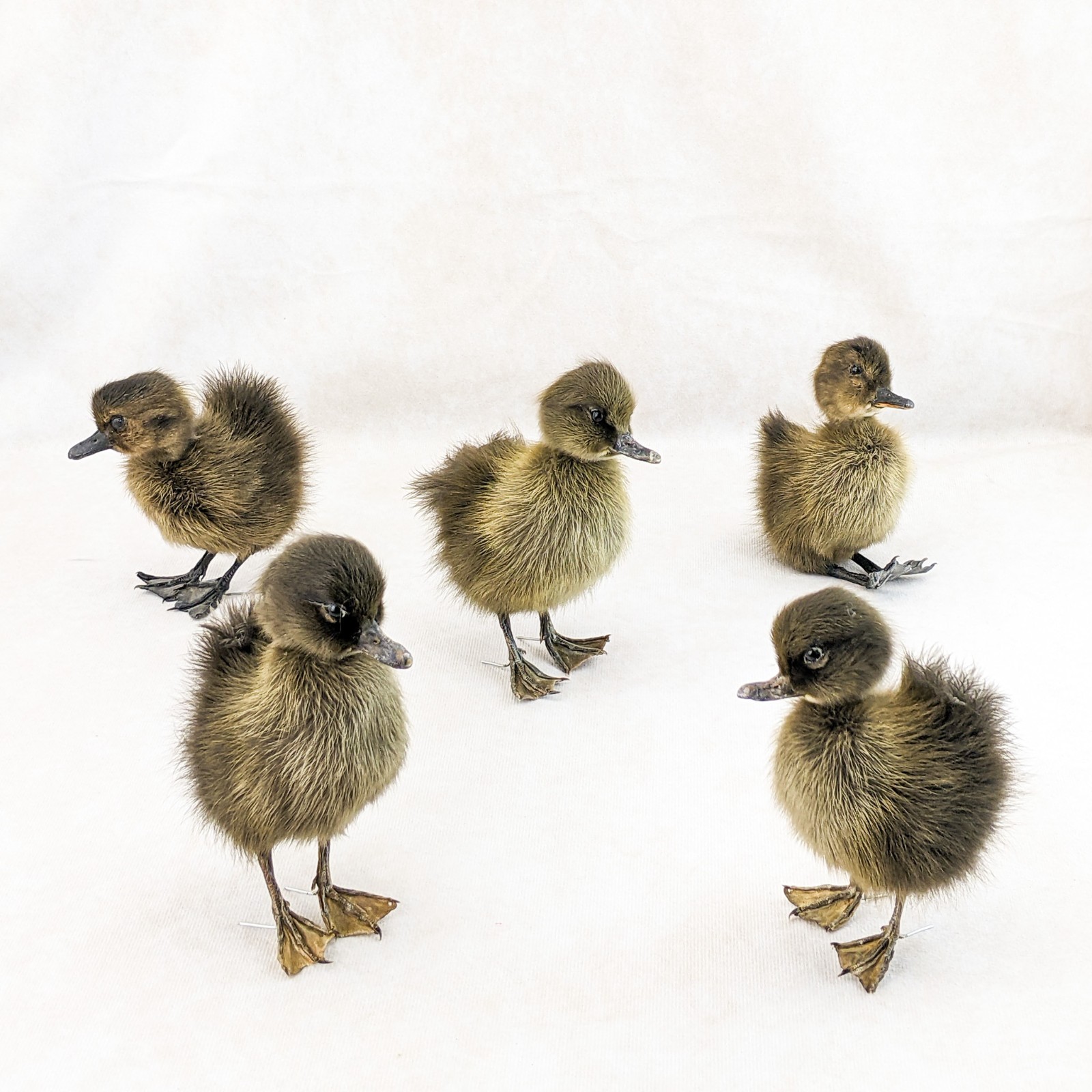 Domestic Duck Baby Duckling taxidermy species: A Platyrhynchos domesticus