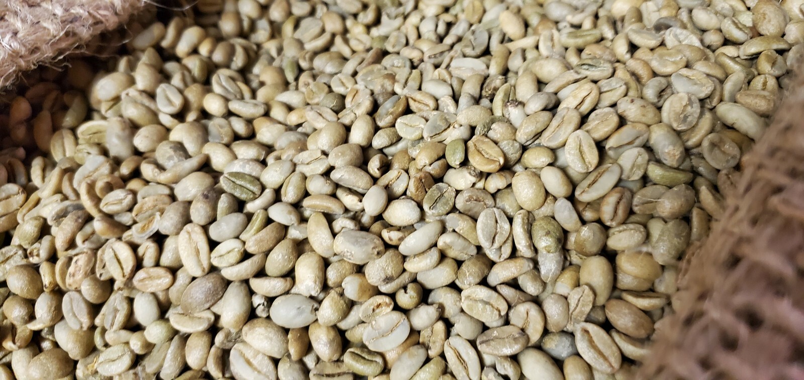 5 LBS ETHIOPIAN ETHIOPIA LEKEMPTI GREEN UNROASTED COFFEE BEANS - ARABICA