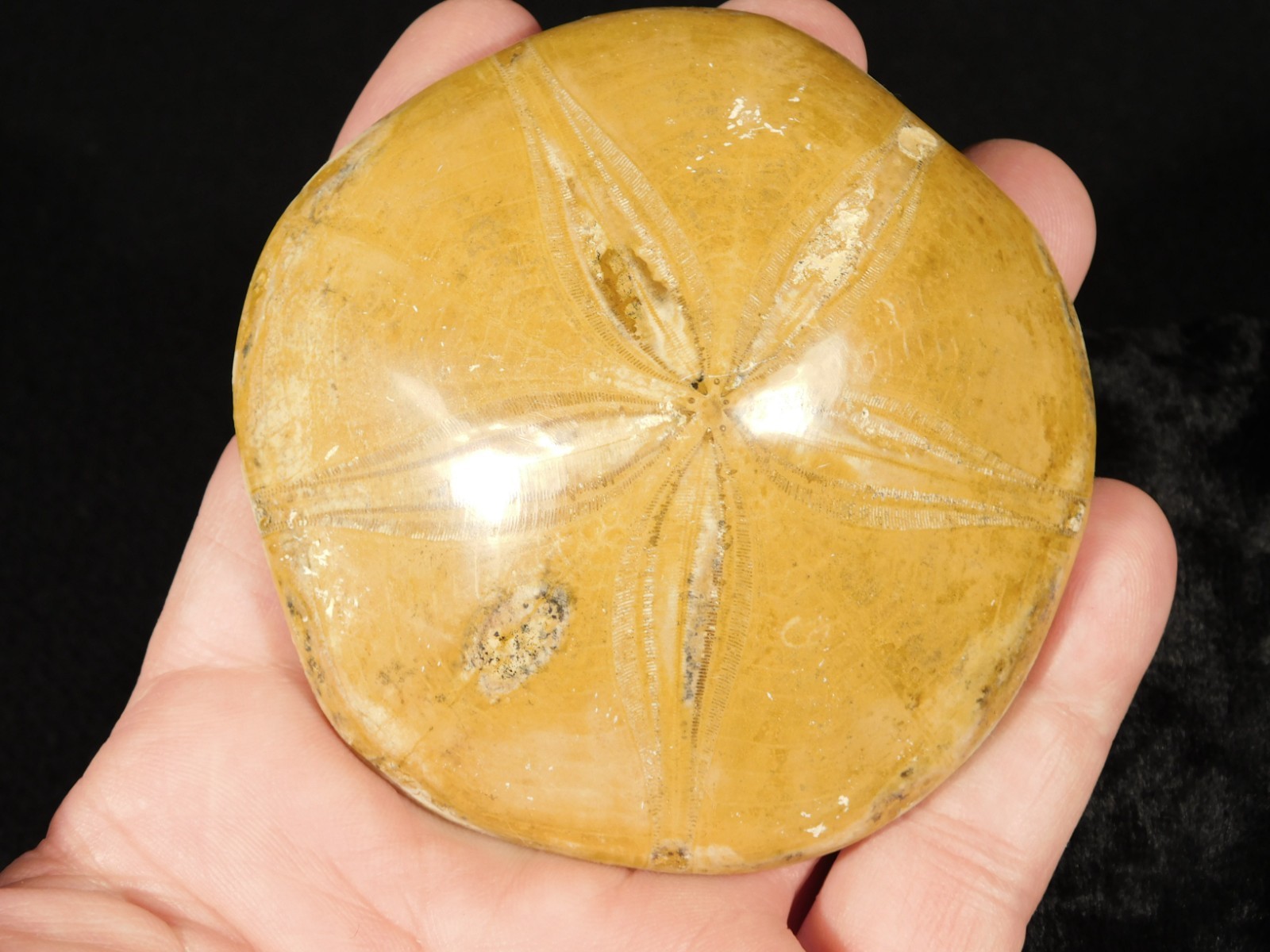 Big! Polished 150 Million Year Old! SAND DOLLAR Fossil Madagascar 205gr
