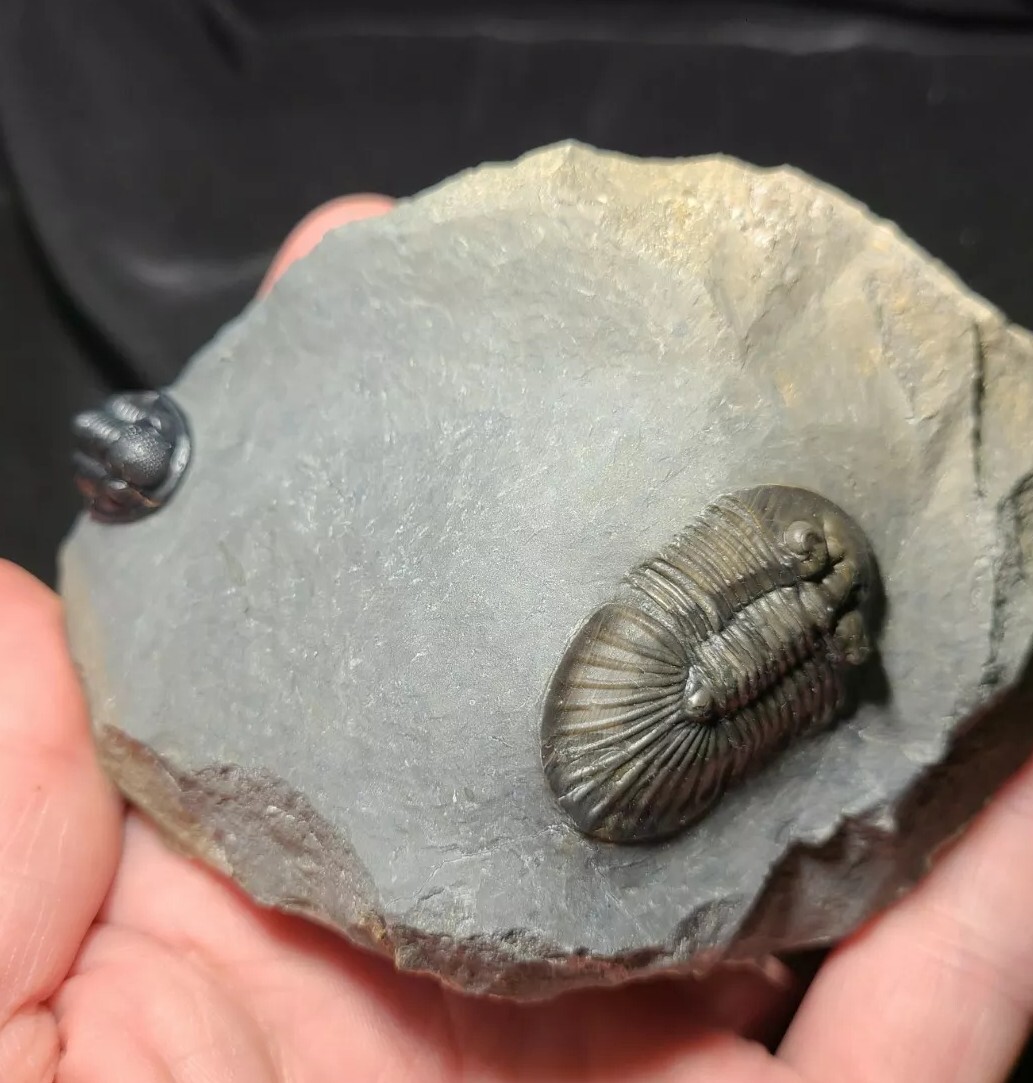 Top Quality double Scabriscutellum trilobite fossil from the Devonian Morocco