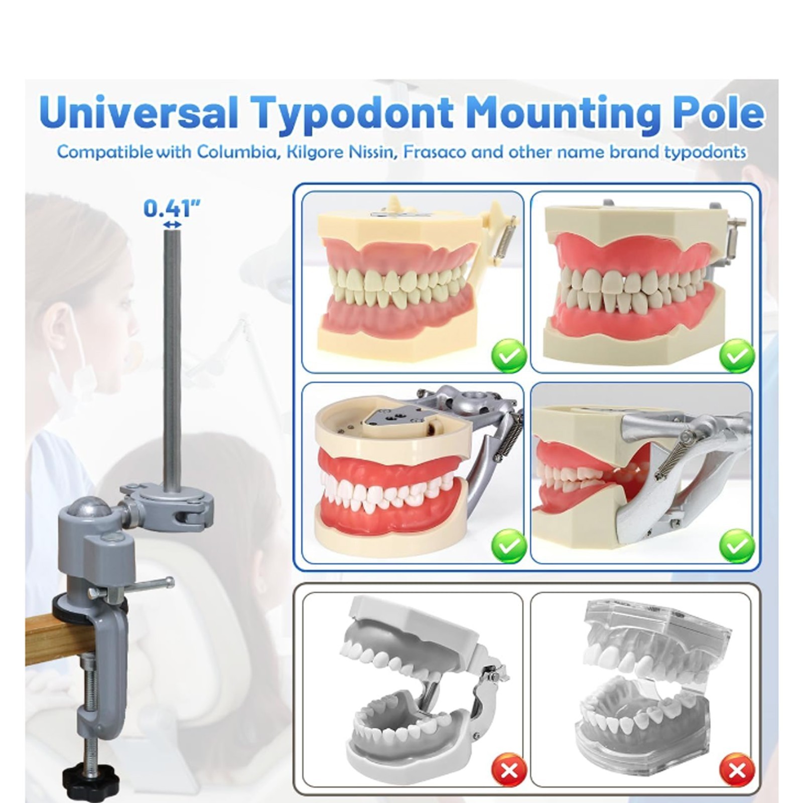 Dental Columbia Dentoform 860 Type Typodont​ 32 Teeth Removable​ Mounting Pole