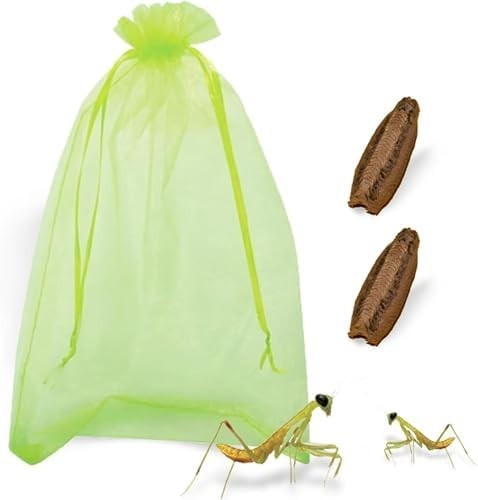 Two Freshly Harvested Carolina Praying Mantis Eggs 2 Fresh Picked 2026 season.