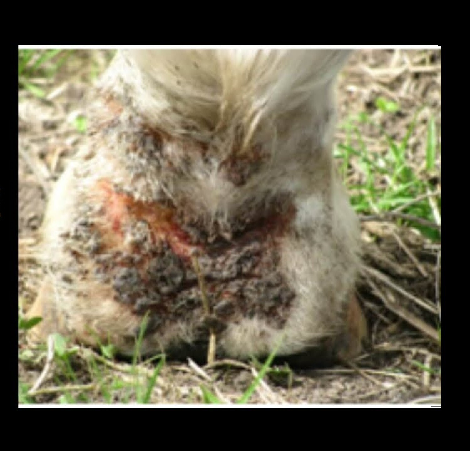 FUNGUS KILLER HORSES - TREAT & PREVENT - 1 FREE SOAP BAR - Made in USA