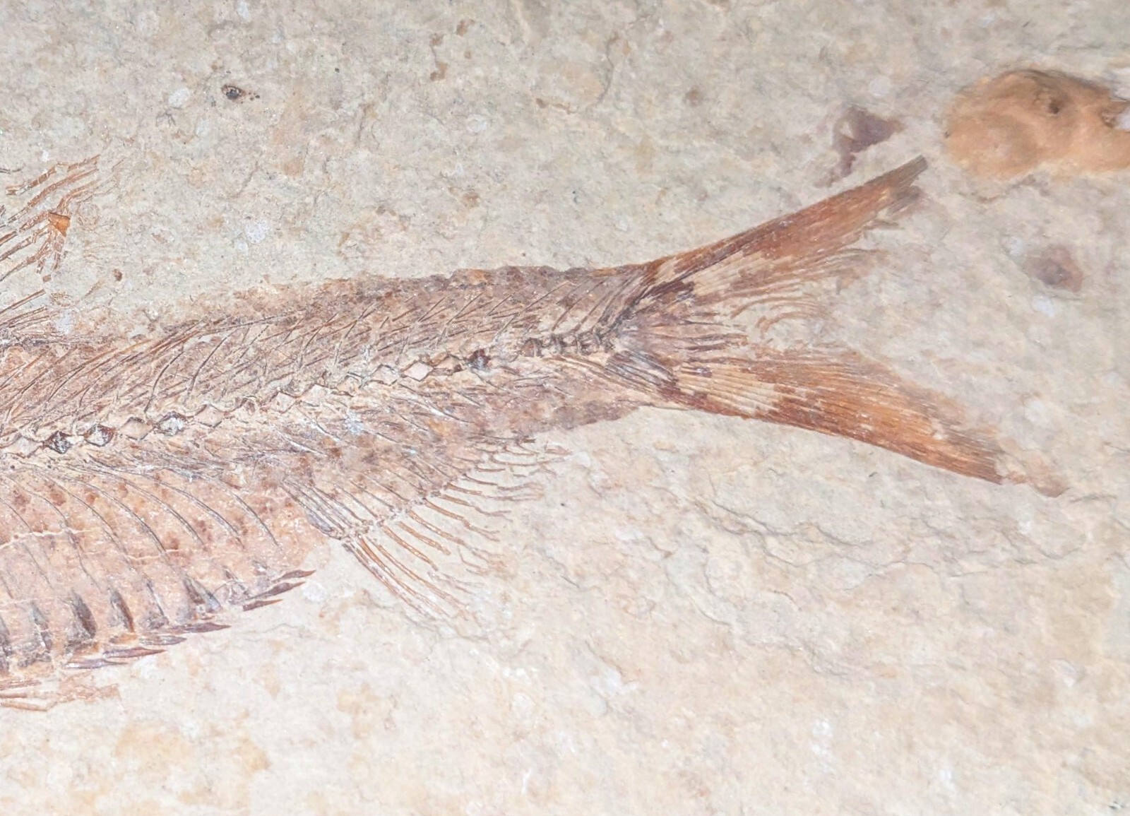 fish fossil