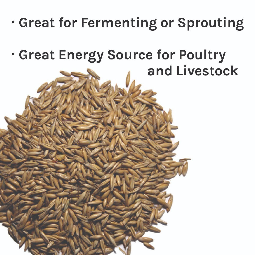 New Country Organics | Organic Oats 40lb | Feed Grade