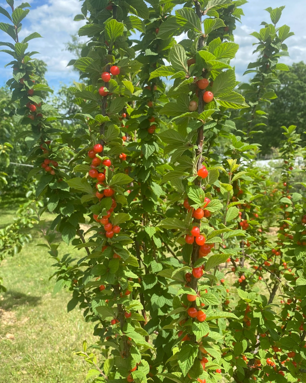1 DORMANT Nanking Cheropugy bush cherry, rooted plant. Zones 4-8 Prunus tomentos