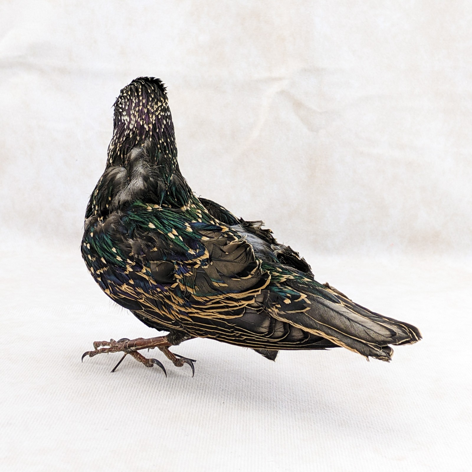 Starling Bird Taxidermy Display specimen Oddity Curiosity Décor collectible gift