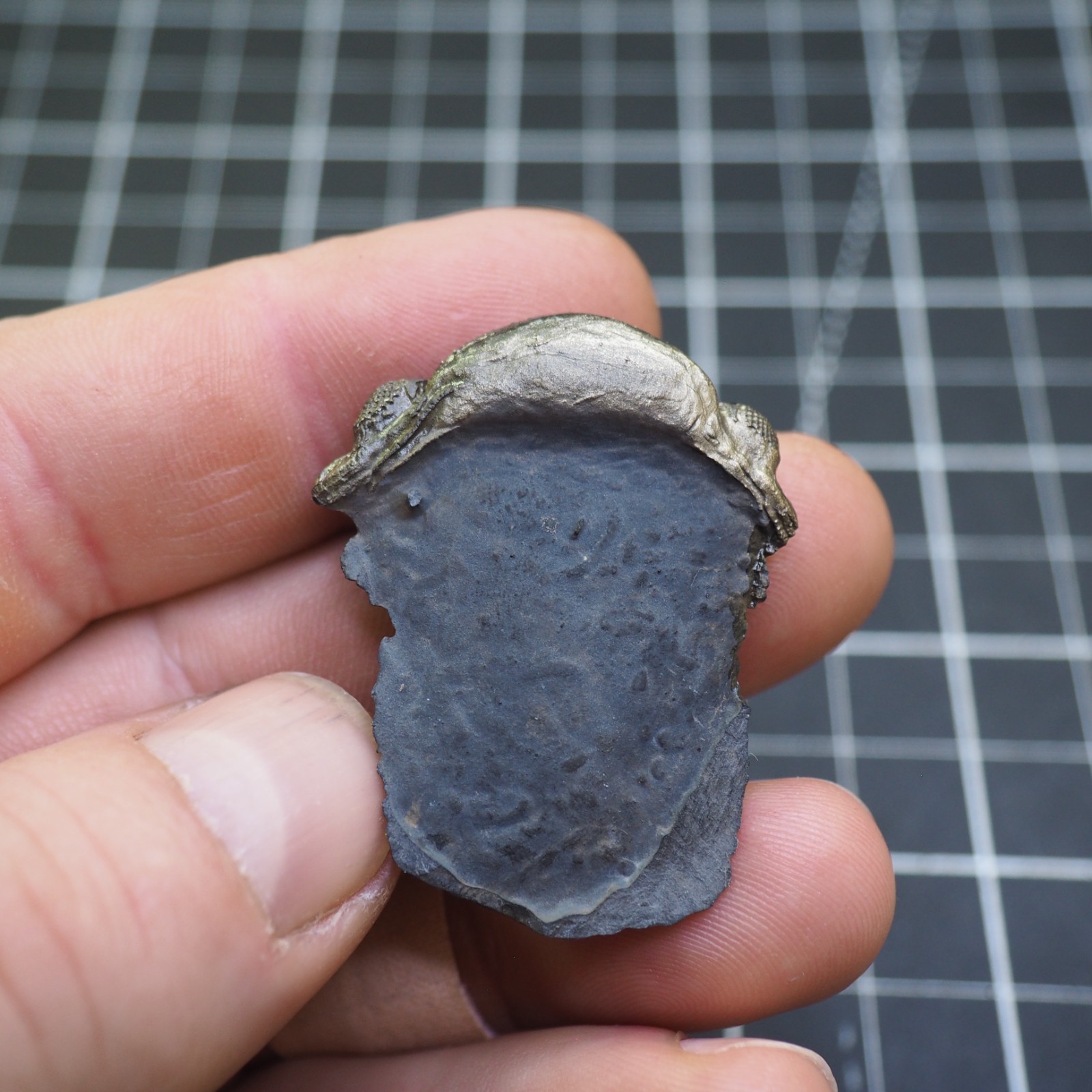 Chotecops ferdinandi Pyrite Trilobite Bundenbach Germany Fossil Devonian