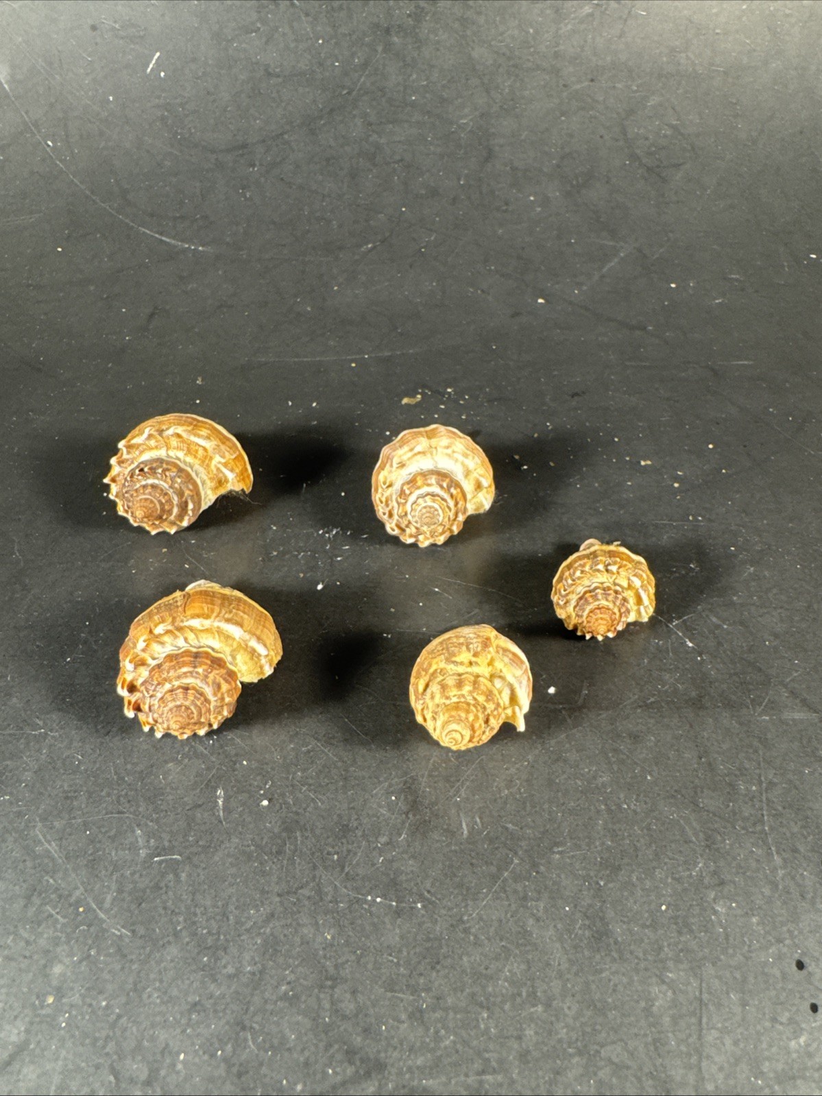 Melongena corona. Collected in Florida Lot Of 5 W/O 36mm To 52mm