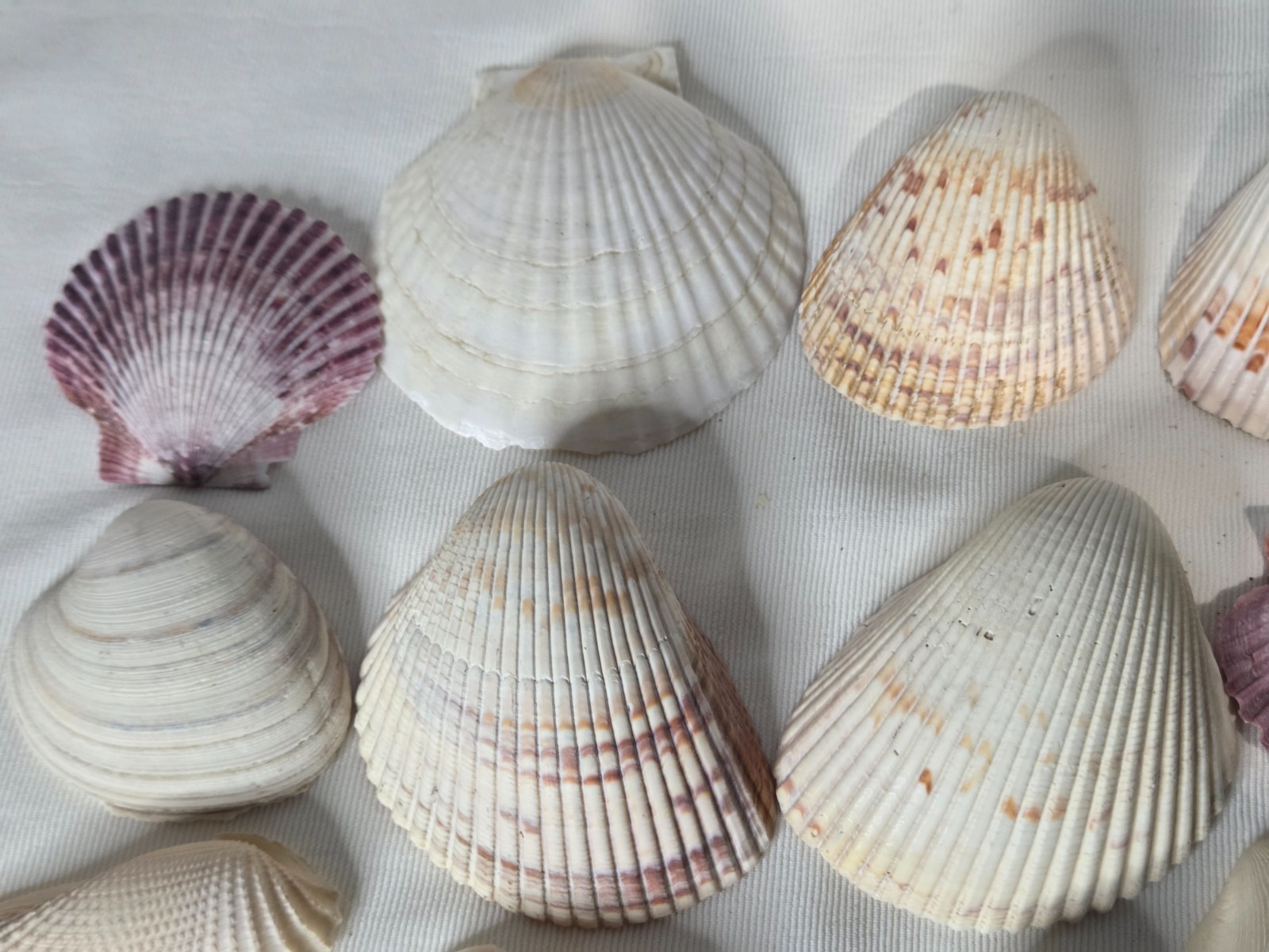 Lot of 32 Clam Scallop Shells Various Sizes from 1"- 4'' Natural Seashells