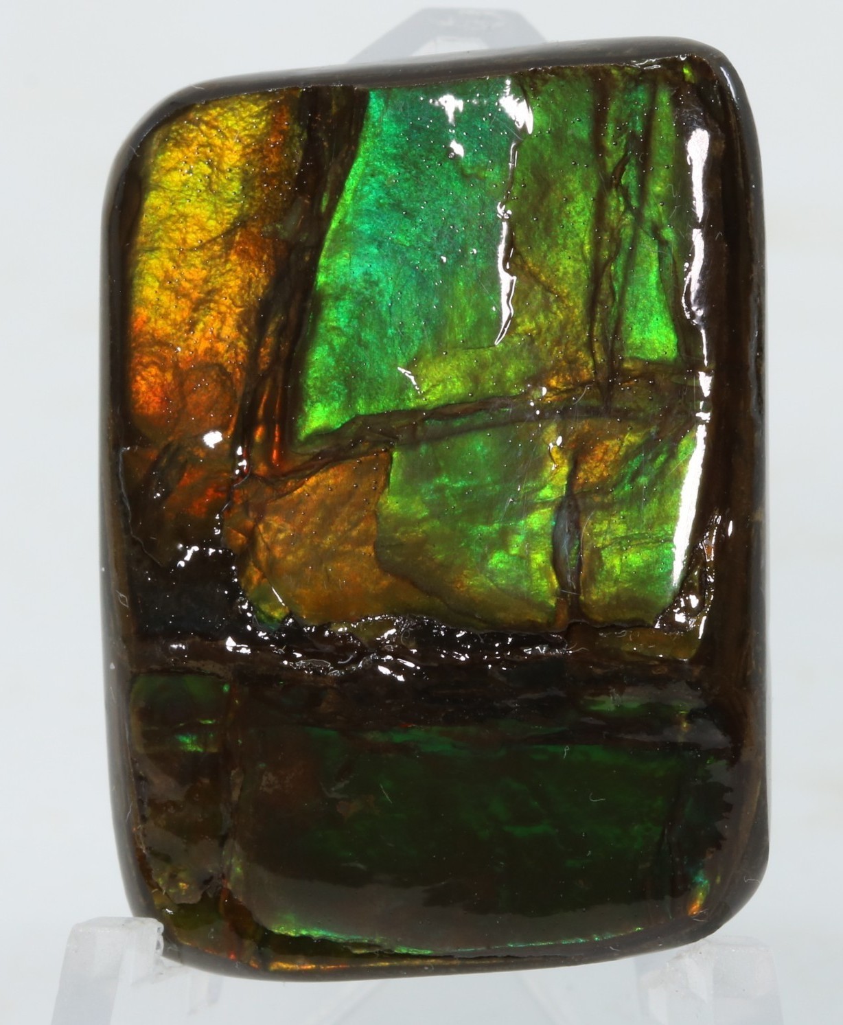 Korite Ammolite Ammonite shell 1.13" x 0.84" Alberta Canada COA 7390