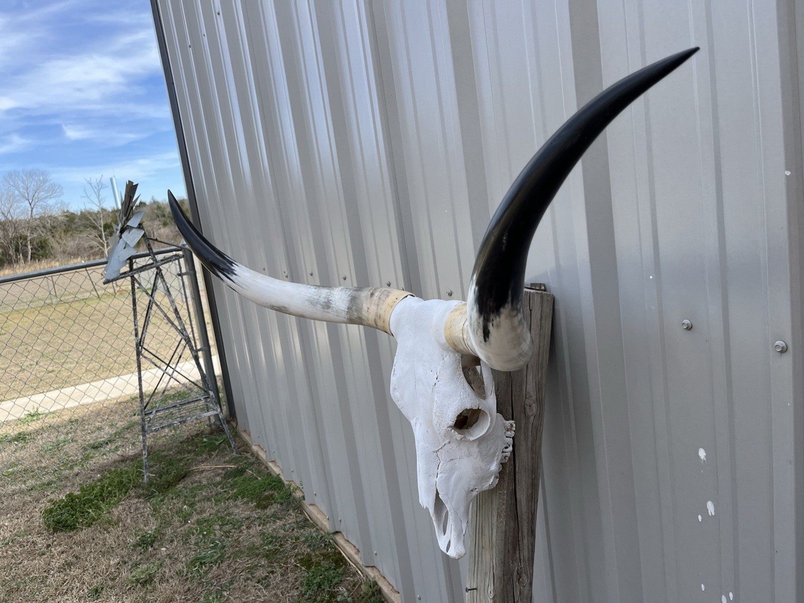 Longhorn STEER SKULL 3 Feet 8 Inches WIDE Horns BULL HORN MOUNTED COW HEAD