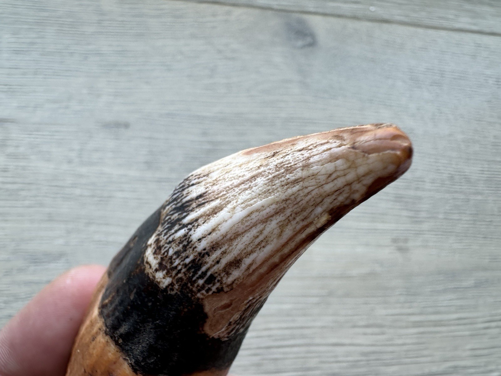 3.8” Ursus Spelaeus 25,000 Years Old Cave Bear Tooth Perfect Condition