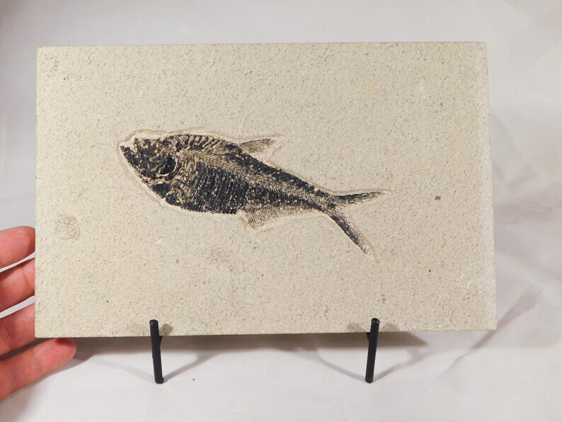 Easel Display Stand Extra Large Size Black Metal XL