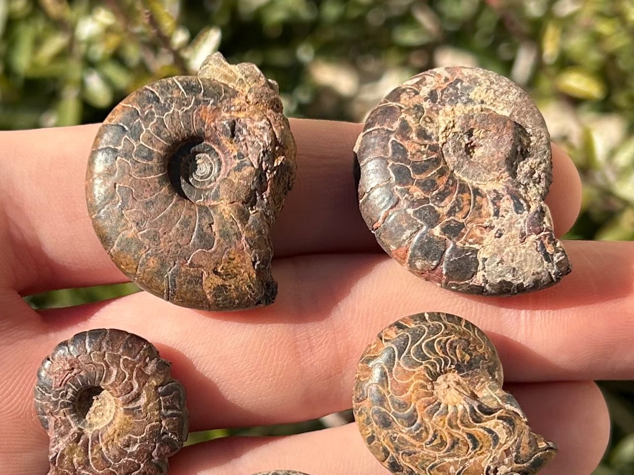 Fossil Goniatites LOT OF 5 Morocco Ammonite Devonian Age