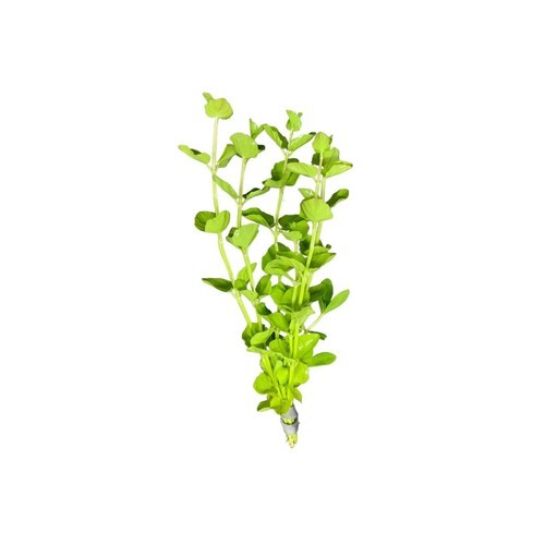 LOW TECH Aquarium Plant Mint Charlie (Micromeria Brownei) Bunch BUY 2 GET 1 FREE