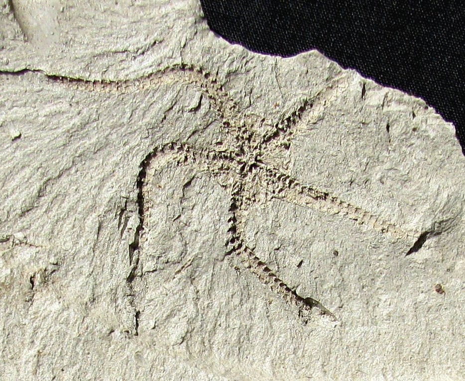 BEAUTIFUL, EXTREMELY RARE PLIOCENE OPHIURA SARSII BRITTLESTAR FOSSIL FROM JAPAN!
